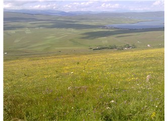 Kızıl Gül