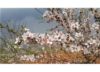 Süzme Sözcükler: (Haiku) Mevsimsiz Bahar