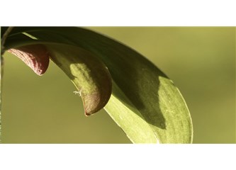 Orkidemin Yaprakları Sarardı Ne Yapmalıyım?
