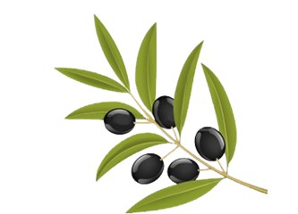 Zeytin Dalı: Türk-Rus Birliği'nin Doğuşu