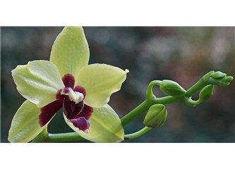 Phalaenopsis Orkide Bakımı