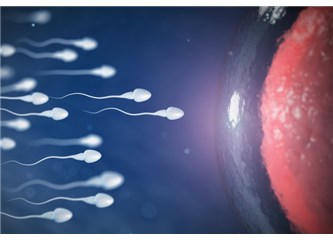 Sperm Testi Bozukluklarına Yol Açan Faktörler