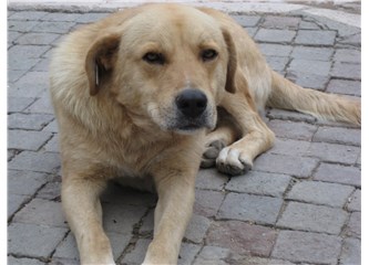 Kıvrak