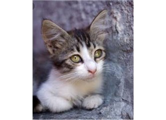 Kedi Oyku Milliyet Blog