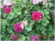 bahçem ve çiçeklerim