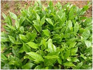 ÇAY