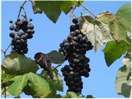 RİZE'DEN GÖRÜNTÜLER