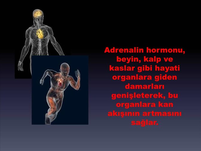 fettverbrennungs hormon