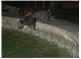 Su içmeye çalışan kedi (30-8-2009 Küçükkuyu)