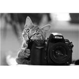 ayse_gu