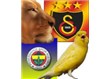 Türkiye'nin Manchester United'ı hangisi olacak? Galatasaray mı, Fenerbahçe mi?