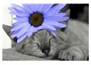 Çiçek ile pisicik