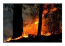 Büyük orman yangınlarına karşı 'kontrollü yangın' yöntemi