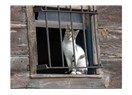 Penceredeki kedi