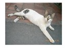 Sokak hayvanı portreleri: Ofisin yan komşu kedileri