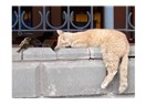 Sokak hayvanı portreleri: Serçe ve uykucu kedi