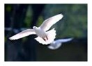 Uç güzel güvercin özgürlüğüne doğru uç...