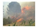 Yangın ormanlarımızı yok etti!!!