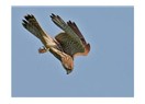 Adak -2-