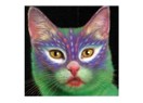 Kedi boyama sanatı