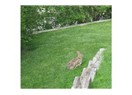 Gerçek tavşan kürkü giyen komşumuz
