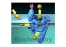 Biyokimya (Biochemistry) nasıl bir bölümdür? Bir biyokimyager ne iş yapar?
