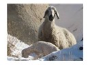 Hıpışlama