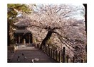 Kiraz ağacının isminin "sakura"olması aşkı ifade etmemin engeli sayılmaz