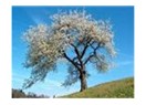 Nevruz ya da "ölümden sonraki diriliş"..