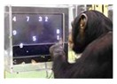 Şempanzeyi bırak kendine bak