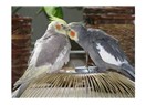 Aşık papağanlar