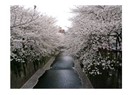 Sakura sakura
