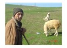 Adapazar' lı bir çobandan hayat üzerine yorumlar-1.Bölüm