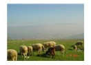 Adapazar' lı bir çobandan hayat üzerine yorumlar-2.Bölüm
