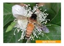 Eşek arısı mı sandınız?