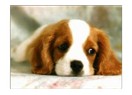 Yumuşak karnını açan bir köpeğim...
