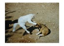 Kedi, köpek, bir de kadın (son)