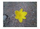 Anadolu Kağnısı / Sordum Sarı Çiçeğe