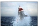 Büyük beyaz köpekbalığı Türk sularında