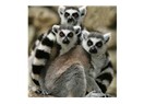 Sekizinci Kıta Madagaskar