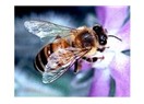 Arıların 1 gram bal aşkı