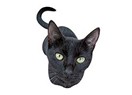 Kara kedi geçmesi niçin uğursuzluk getirir?