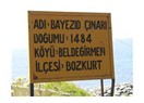 İnebolu-Abana yolunda 500 yıllık çınar ağacı