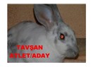 Tavşan atlet / tavşan aday