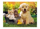 Yaz aylarında pet bakımı