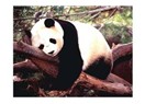 Panter panda