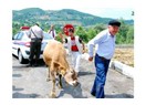 Bartın'ın inekleri kovalar sinekleri