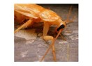 Blatella orientalis(Hamam böceği)