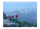 Aşk'ın parelenmiş danesi