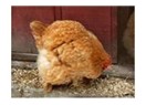 Kıçımızdaki yumurta